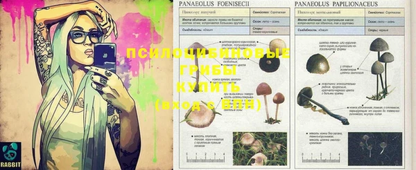 ПСИЛОЦИБИНОВЫЕ ГРИБЫ Заволжье